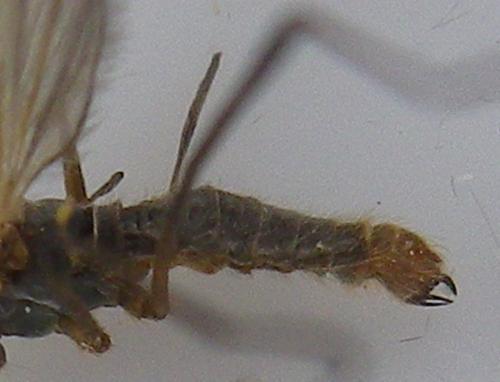 Réf. 184 363 : Molophilus obscurus